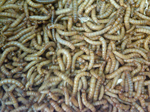 BASSETTS CRICKET RANCH 1100 Live Mealworms