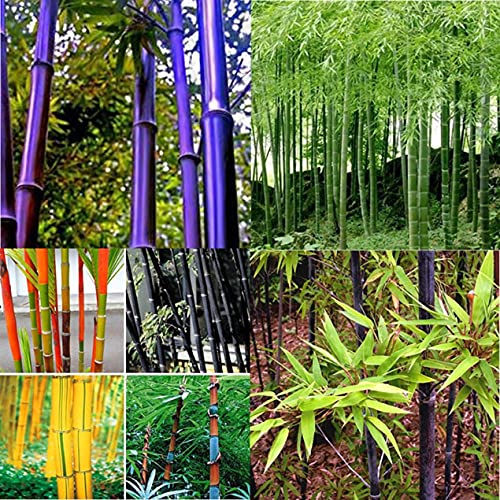 300 Mix Color Moso Bamboo Seeds for Planting Rare Tree Plant Seeds Grow Fast Tree Seeds