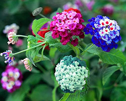 Lantana Flower Seeds for Planting  200 Mixed Color Flower Seeds to Plant  Made in USA Ships from Iowa Very Good Butterfly Plant
