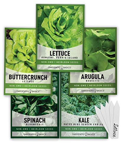 Lettuce and Greens Heirloom Vegetable Seed NonGMO Seeds for Planting Indoors and Outdoor 5 Packs  Lettuce Buttercrunch Romaine Arugula Kale and Spinach by Gardeners Basics