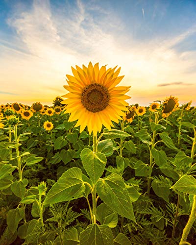 Sunflower Seeds for Planting  to Plant Mammoth Sunflower Seeds  Packet of About 100 Flower Seeds