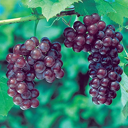Pixies Gardens (1 Gallon) Reliance Red Seedless Grape Vine Plant Outstanding Mild Fruity Flavor Pinkish Red Fruit with Tender Skin …