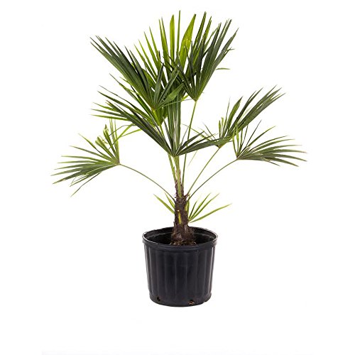 AMERICAN PLANT EXCHANGE Windmill Palm TreeCold Hardy 2ft Height Live Plant 2 Gallon IndoorOutdoor Air Purifier