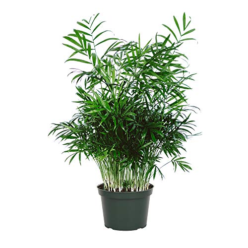 American Plant Exchange Chamaedorea Elegans Parlour Palm Live Indoor Houseplant 6 Pot Light Green Air Purifier