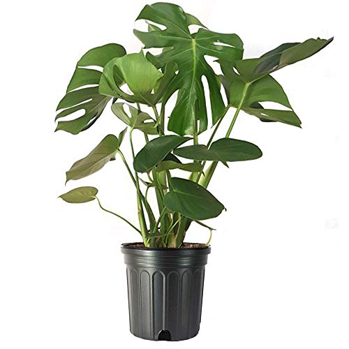 American Plant Exchange Split Leaf Philodendron Monstera Deliciosa Live Plant 3 Gallon Green