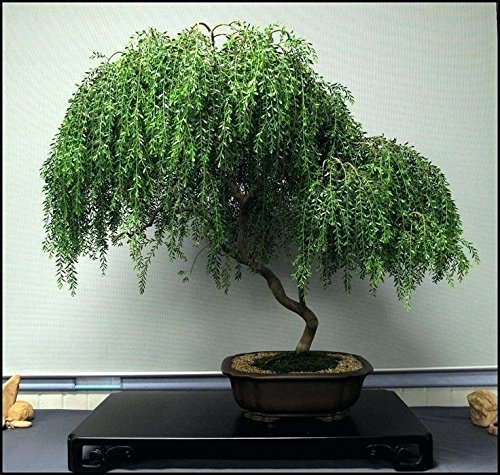 Bonsai Dwarf Weeping Willow Tree  Large Thick Truck Cutting  Ready to Plant  Get a Rare Dwarf Bonsai Tree Very Fast