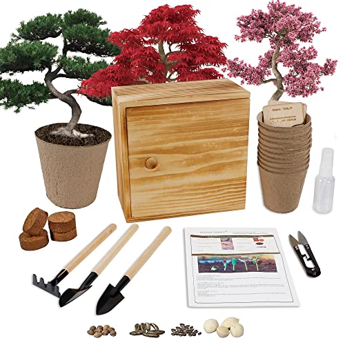 Bonsai Tree Kit 4 Bonsai Tree Seeds with Complete Growing Kit  Wooden Planter Box Indoor Live Plant Bonsai Tree Starter Kit Great Potted Plants Growing DIY Gift for Adults