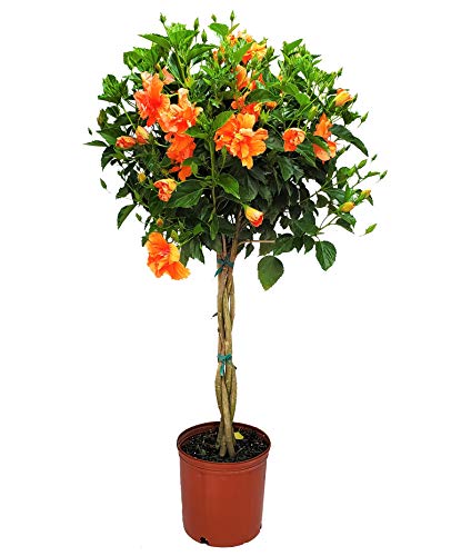 Braided Live Hibiscus Tree  Double Peach Flower  3 Gallon Pot  Tropical Plants of Florida  Overall Height 44 to 48 (Plant Only)
