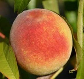 Contender Peach  Live Fruit Tree Shipped 23 Feet Tall by DAS Farms (No California)