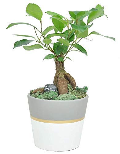 Costa Farms 1Year Old Mini Growers Choice Bonsai Live Indoor Tree Tabletop Plant White Ceramic Planter