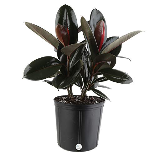 Costa Farms Ficus elastica Rubber Tree Live Indoor Plant 24Inches Tall Ships in Growers Pot