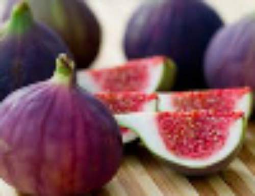 Fig TreesViolette de Bordeaux Includes Four (4) Live Plants