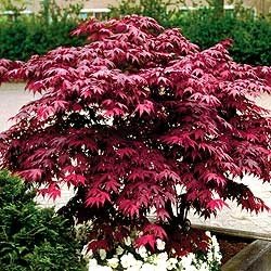Japanese Red Maple Tree  Live Plant Shipped 1 to 2 Feet Tall by DAS Farms (No California)