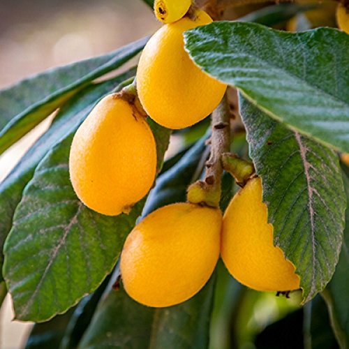 Loquat Tree Live Sweet Yellow Plum Plant 47 Inches Tall Cold Hardy EasytoGrow Grown from Seeds 712 Months Old (3 Plant Pack)