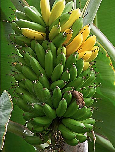 Oldworldtropicals Musa Dwarf Banana Trees Live Cold Hardy Tropical Plant