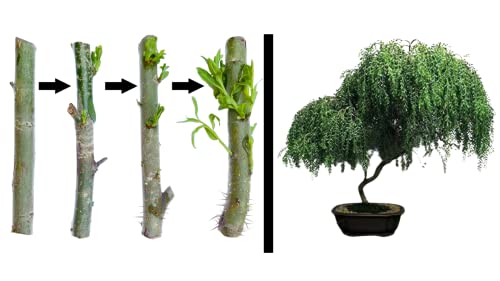 Twigz Nursery Pack of 2 Bonsai Tree Live Indoor Plants Thick Trunks Fast Growing Bonzai TreeLovely Live Plants Indoor for Home and Office DecorBest Gift of Prosperity for Your Loved One