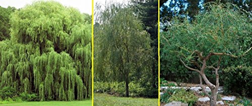Willow Tree Bundle  10 Fast Growing Aussie Willow Trees  4 Weeping Willow Trees  2 Corkscrew Willow Tree  Ready to Plant  IndoorOutdoor Live Tree Plants  Fast Privacy and Unique Look all in One