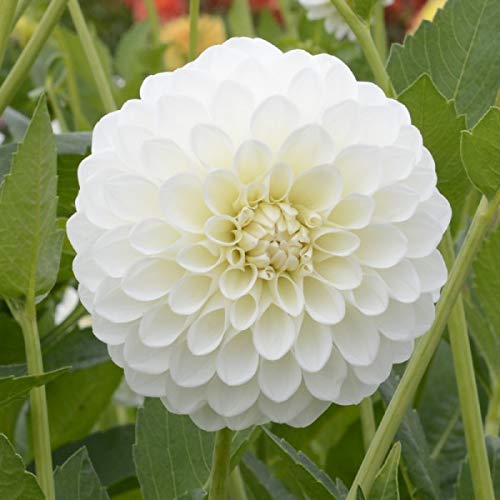 1 TuberBulb of Dahlia Ball Boom Boom White Size 1 Bulb Chrysanthemums
