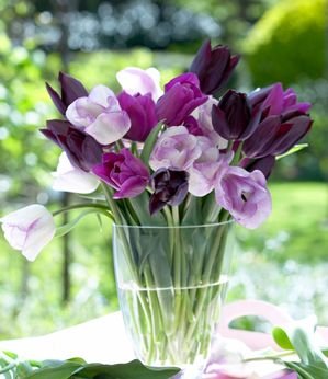 10 Purple Passion Tulip Bulbs  Tulipa Triumph Tulip