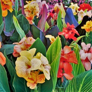 5 Tropical Mix Collection  Tall Canna  BulbsRootsRhizomesTubersPlants