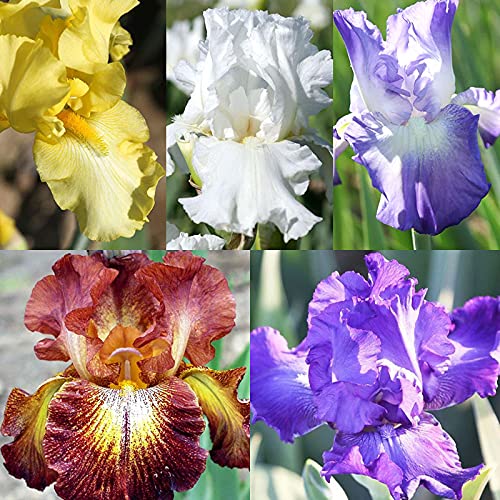 Bearded Iris Flower Bulb Mix  5 Bulb Value Pack of Assorted Colors  Easy to Grow Fall Planting Bulbs by Willard  May