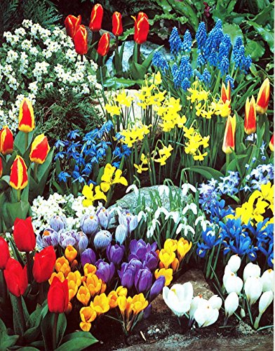 Complete Spring Flower Bulb Garden  50 bulbs for 50 Days of Continuous Blooms (Spring Color from March through June)  Easy to Grow Fall Planting Bulbs by Willard  May