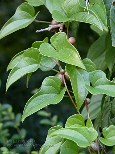 Dioscorea Batatas Cinnamon Vine Or Chinese Yam Small Tuber jocad (1 Small BulbTuber)