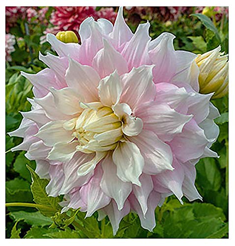 Gitts Perfection Dahlia  5 Gallon Size Bareroot Tuber