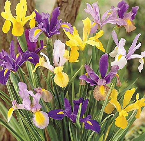 Iris Bulb (20 Pack) Dutch Mix Perennial Iris Bulbs Flowers