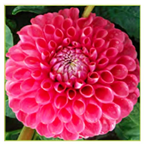 Joey Frambo Dahlia  Large Tuber