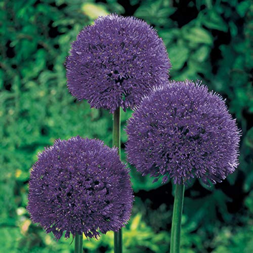 Persian Blue Spring Flowering Allium Bulbs  A Showstopper in Bouquets Borders or naturalized Landscapes  5 Bulbs Measuring 12 cm per Order  Due to State regulations Cant Ship to ID or WA
