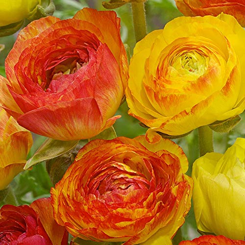 Ranunculus Aviv Picotee Orange Buttercup Flower Bulbs  Size 7 (10 Bulbs)