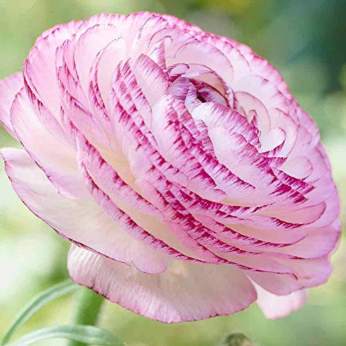 Ranunculus Picotee Pink Buttercup Flower Bulbs  Size 7 (10 Bulbs)