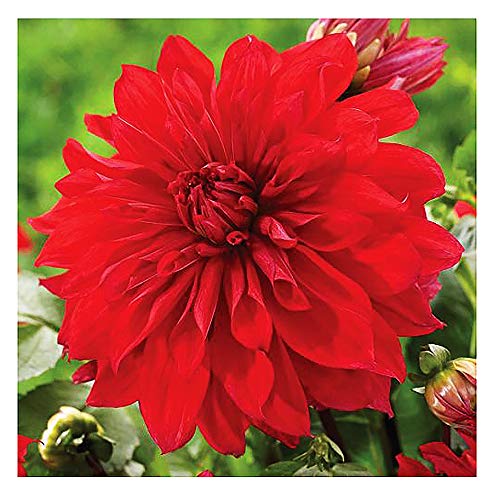 Red GoGo Dahlia  5 Gallon Size Bareroot Tuber