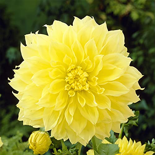 Van Zyverden Dahlias  Kelvin Floodlight  Set of 5 Bulbs Yellow