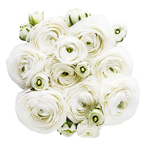 White French Peony Ranunculus 12 Largest Size Corms Bulbs