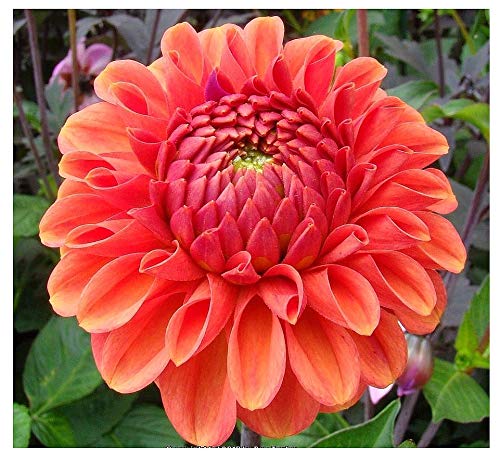 Zundert Mystery Fox Dahlia  5 Gallon Size Bare Root Tuber