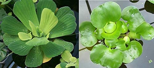 2 Water Lettuce  2 Water Hyacinth Bundle  Floating Live Pond Plants