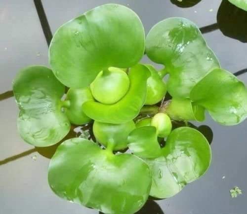 3 Water Hyacinth  Floating Live Pond Plants