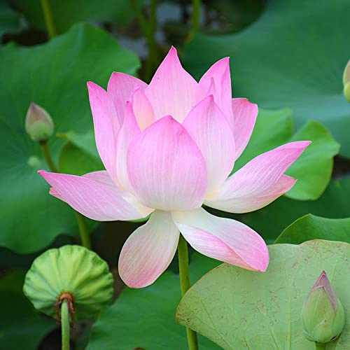 32pcs Bonsai Lotus Flower Seeds for Planting Water Lily Plant Seeds Aquatic Plants Home Decor
