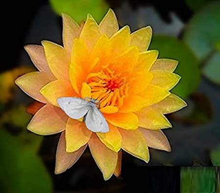 Amazing Live Aquatic Plant Water Lily Tuber For Fresh Water Pond Nymphaea Mungkala Ubon Yellow Hardy W049 by Jayco Buy 2 GET 1 FREE