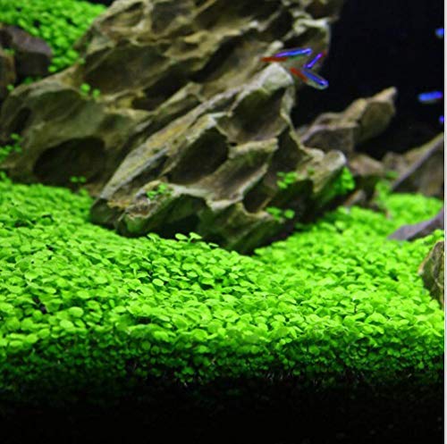 Aquarium Grass Plant Seeds 10g Water Grasses Random Aquatic Plant Grass Seeds Indoor Beautifying Plant Seeds Oxygenating Weed Live Pond Plant SeedsFish Aquatic Water Grass DecorBig Leaf