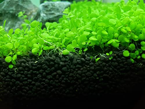 Aquarium Plant Seeds15G Aquarium Grass Seeds Freshwater for PlantingHardy Aquatic Plants Seeds for koi PondsSmall Leaf Grass Seeds for Planting Fish Tank Aquascape