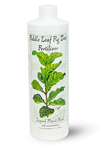 Fiddle Leaf Fig Tree Fertilizer (16 oz) Ficus Plant Food  Improves Leaves and Branches  Potted Indoor TreesHouse Plants Treatment by Aquatic Arts
