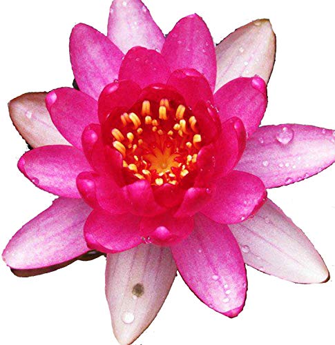Live Water Lily Tuber Nymphaea James Brydon Pink Hardy Aquatic Plants for Aquarium Freshwater Fish Pond Garden