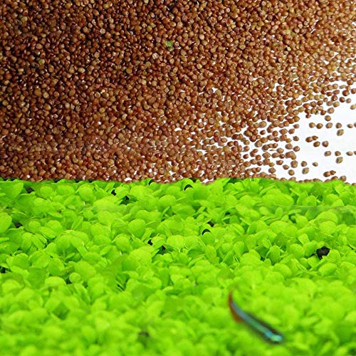 Love Grass Aquarium Grass Plants Seeds 10g About 5000 Aquatic Leaf Carpet Water Grass Live Pond Plant SeedsFish Aquatic Water Grass DecorEasy to Plant Grow Maintain