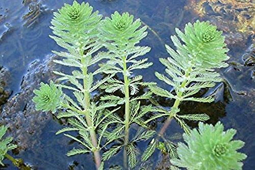 Parrot Feather Bunch  5 Stem Plants  Water Garden Live Pond Plant