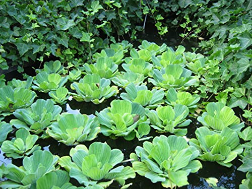 PlantBros Bundle of 3 Water Lettuce Aquatic Live Plant Pistia Stratioes Floating