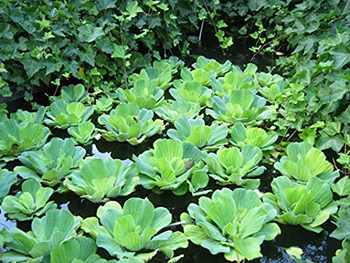 PlantBros Bundle of 3 Water Lettuce Aquatic Live Plant Pistia Stratioes Floating