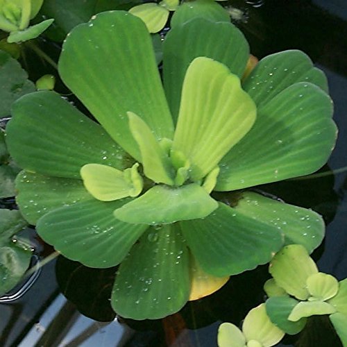 Water Lettuce  Floating Live Pond Plant